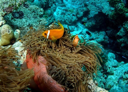 Plumeria Maldives