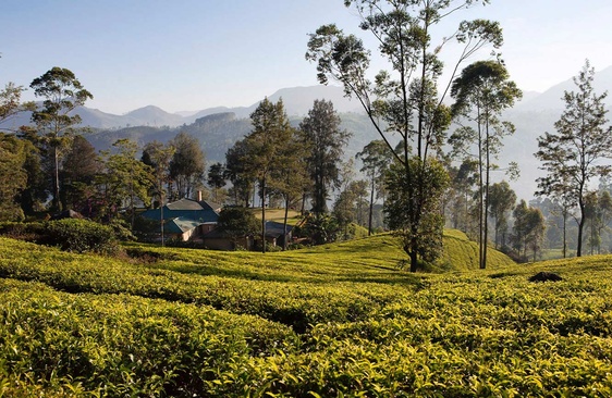 Ceylon Tea Trails