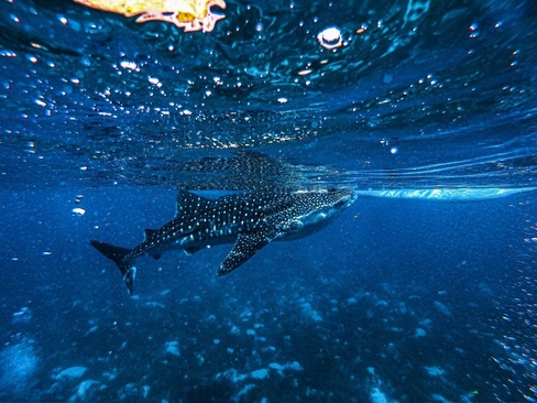 Barcelo Whale Lagoon Maldives