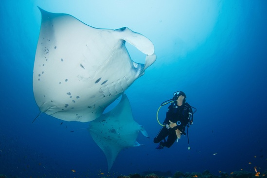 Brennia Kottefaru Maldives