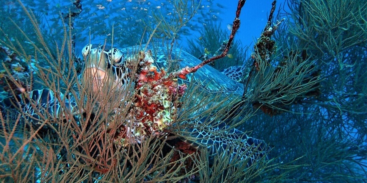 Milaidhoo Island Maldives