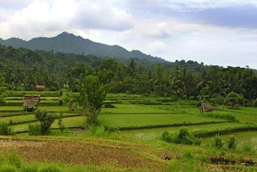 Puri Bagus Manggis