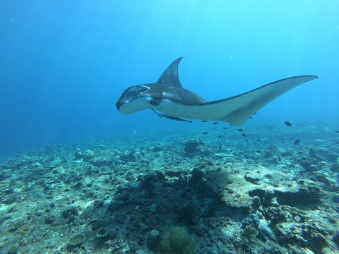 Fihalhohi Maldives