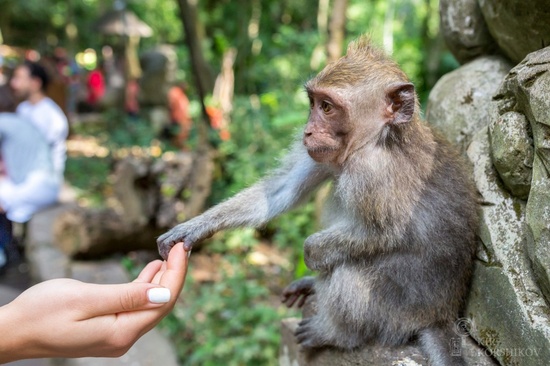 Komaneka At Monkey Forest Ubud