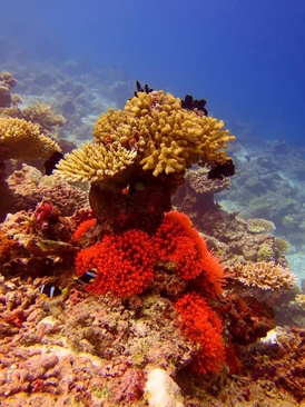 Velana Beach