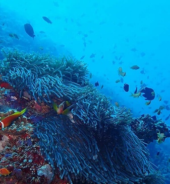 The Nautilus Maldives