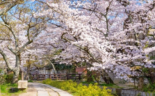 Anenishi-An