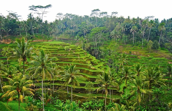 Hanging Gardens Of Bali