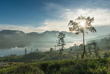 Ceylon Tea Trails