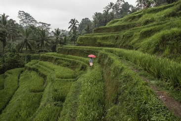 The Westin Resort & Spa Ubud