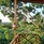 Leopard Nest In Yala