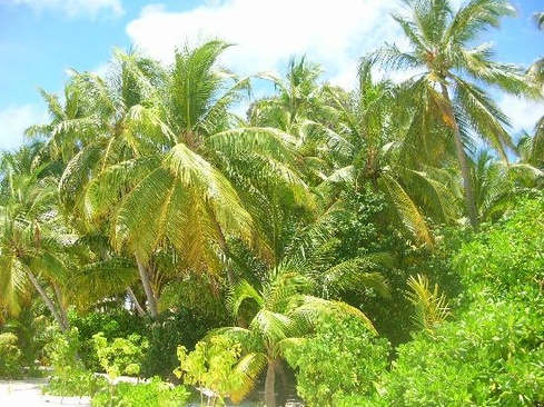 Medhufushi Island Resort