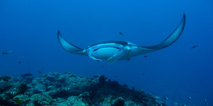 Milaidhoo Island Maldives