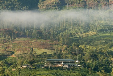 Ceylon Tea Trails