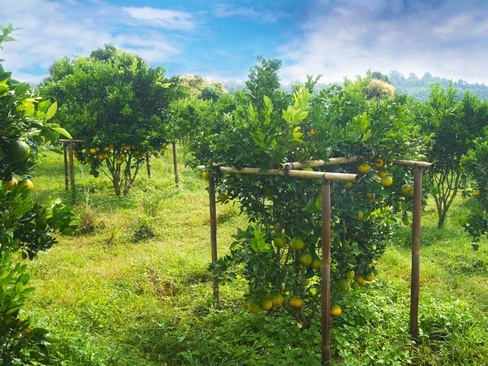 Bagus Agro Pelaga