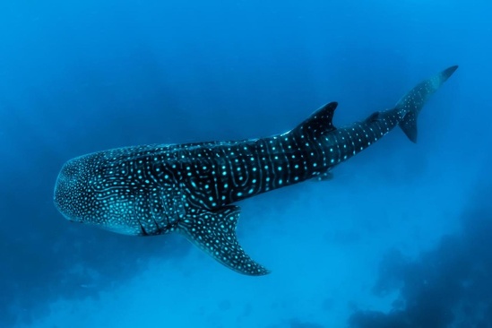 Barcelo Whale Lagoon Maldives